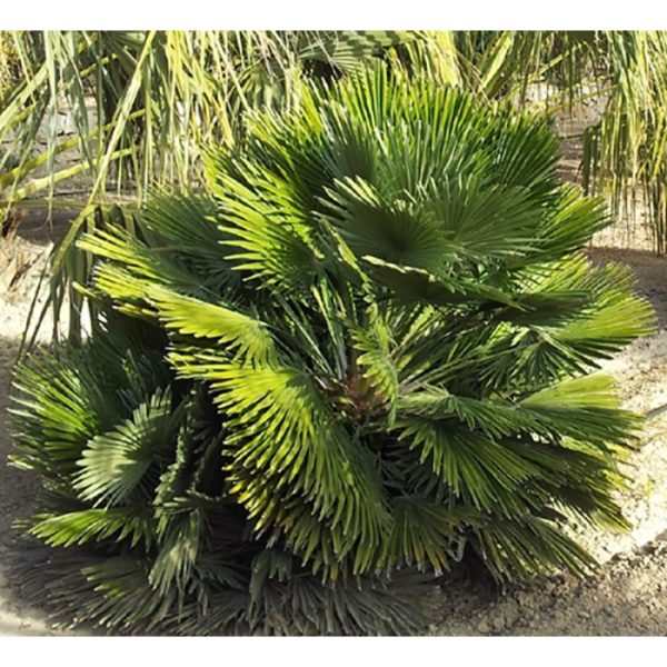 PALMIER CHAMAEROPS HUMILIS VULCANO C 40L