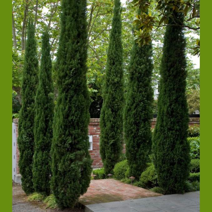 CUPRESSUS SEMPERVIRENS TOTEM 20L