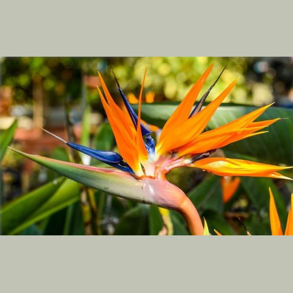 STRELITZIA REGINAE 15L