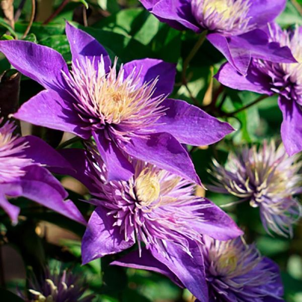 CLEMATITE POT 14CM