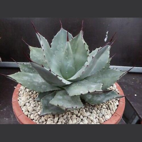 MANGAVE POT 19CM