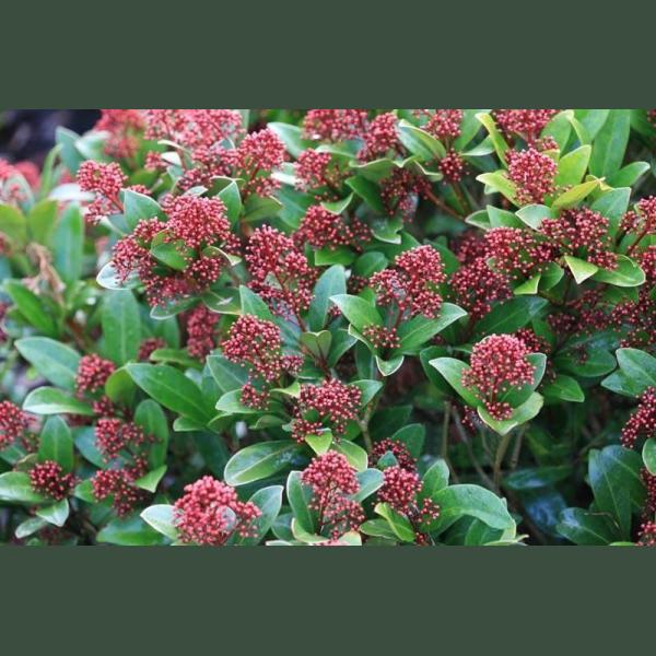 SKIMMIA POT 13CM