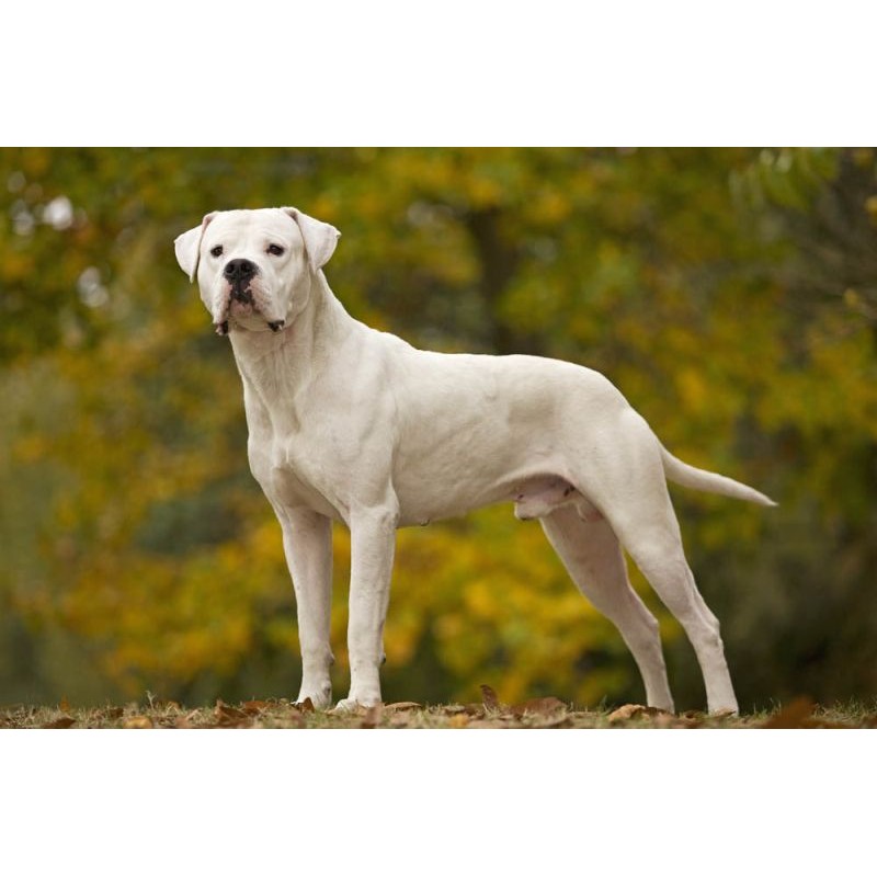 DOGUE ARGENTIN