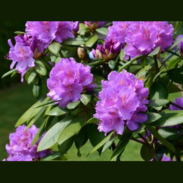 RHODODENDRON C18L