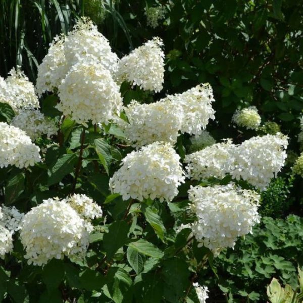 HYDRANGEA PANICULATA PHANTOM C4L 40/60CM