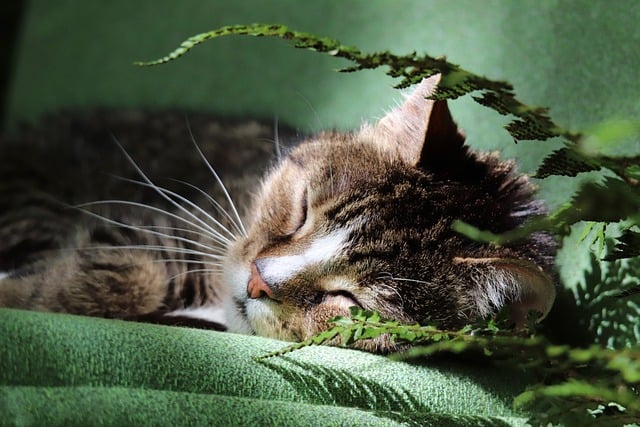 Choisir des plantes d'intérieur pour chat et chin