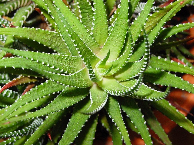 Les vertus de l'aloe vera