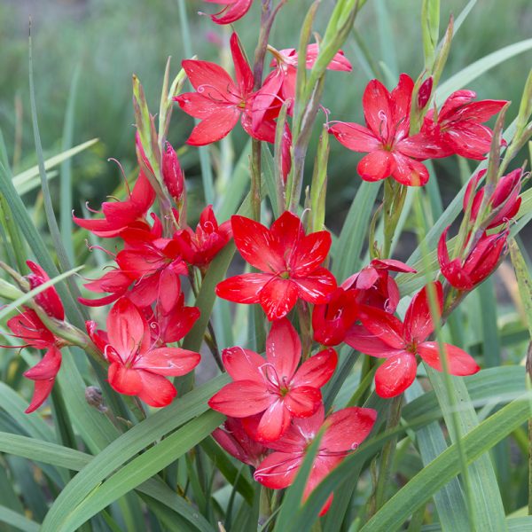 SCHIZOSTYLIS COCCINEA MAJOR POT 9CM