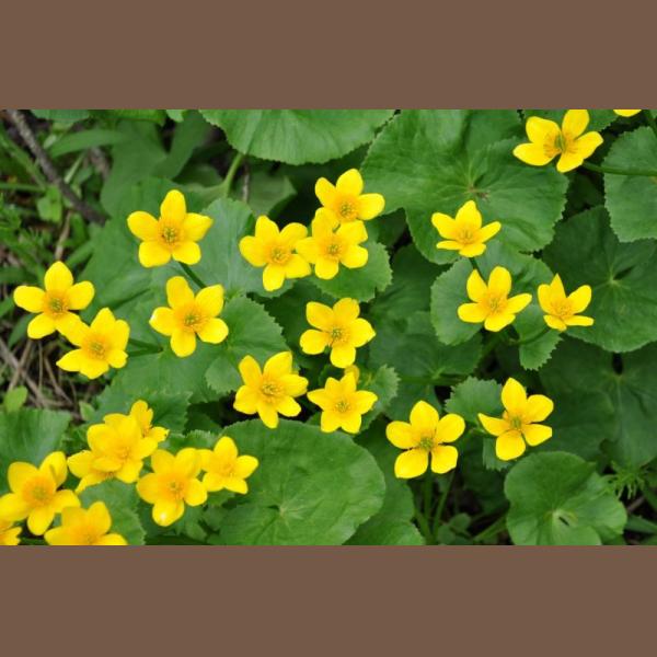 CALTHA PALUSTRIS POT 11CM