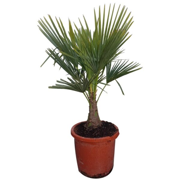 PALMIER TRACHYCARPUS FORTUNEI C35L 190/210