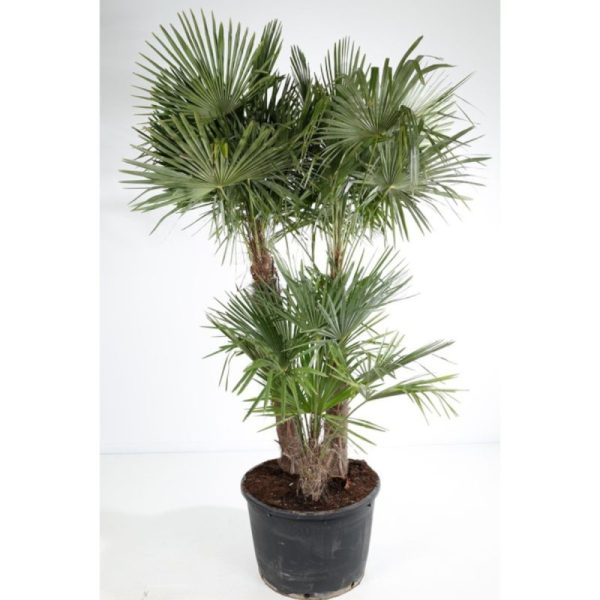 PALMIER TRACHYCARPUS FORTUNEI MULTI TRONCS C30L