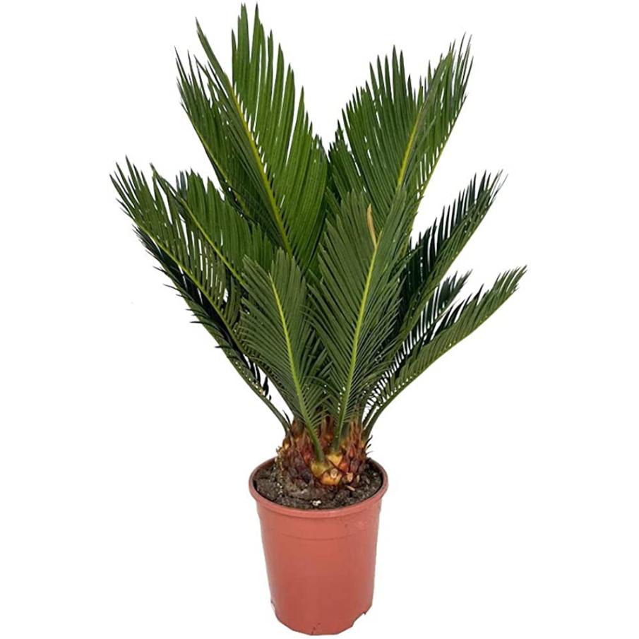 CYCAS REVOLUTA 50L