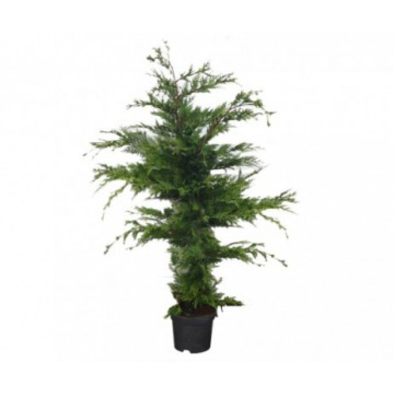 CUPRESSUS POT 3L