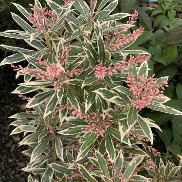 PIERIS JAPONICA FLAMING SILVER C3L 20/30CM