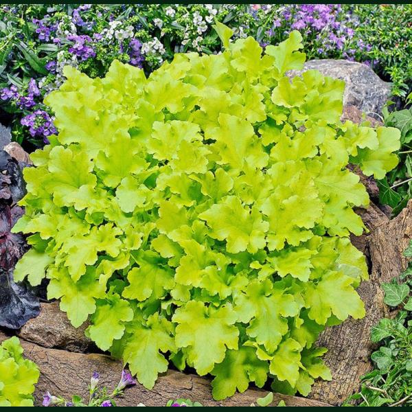 HEUCHERA LIME MARMALADE C3L