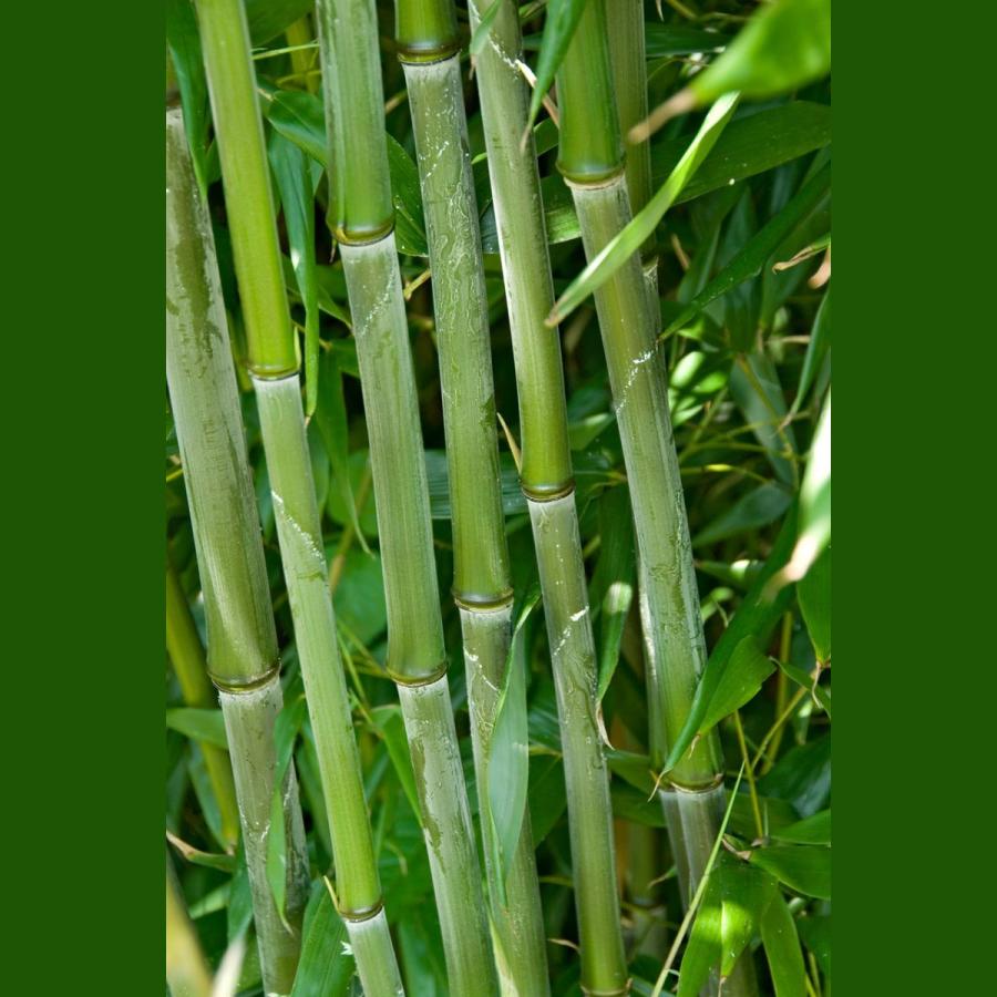 BAMBUSA PHYLLOSTACHYS BISSETII CLT 18 H.150/200