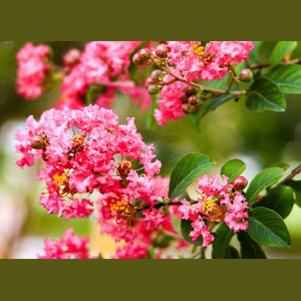 LAGERSTROEMIA INDICA CLT TOUFFE