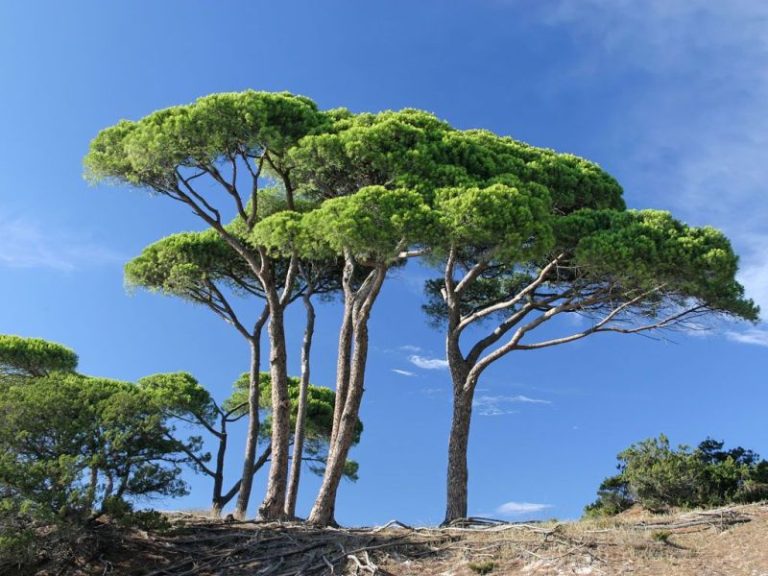 PINUS PINEA CLT 50H 250/300 C 16-18