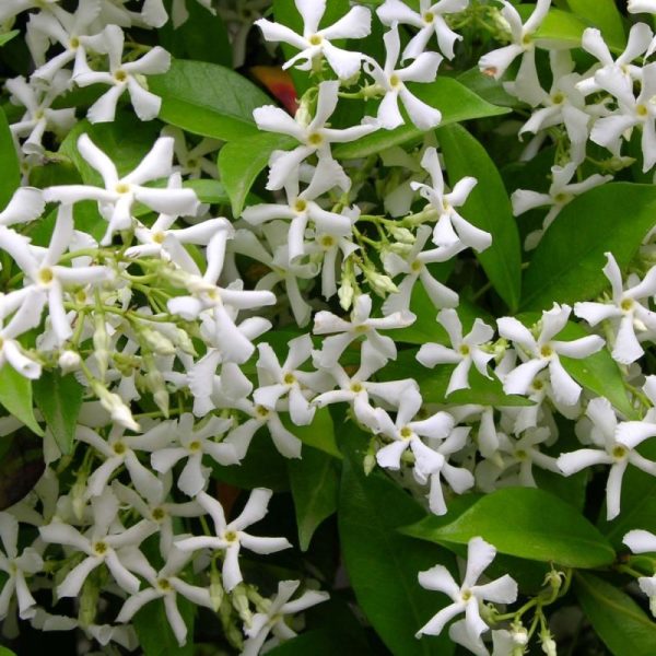 RHYNCOSPERMUM JASMINOIDES CLT ARCO