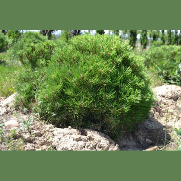 PINUS NIGRA MARIE BREGEON PBR COUPE 30