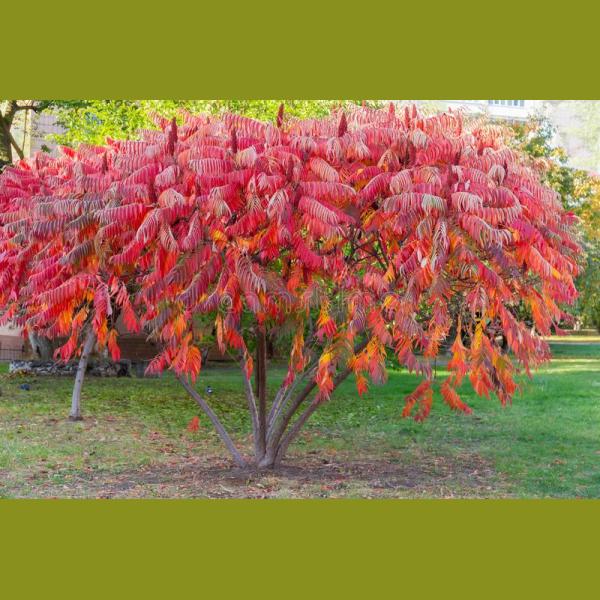 RHUS TYPHINA C30L H150/200CM