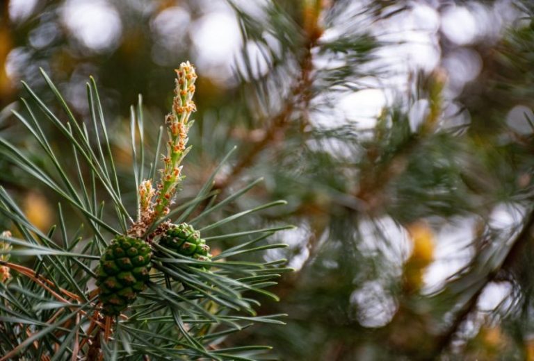 PINUS SYLVESTRIS CLT 180 CEPPE