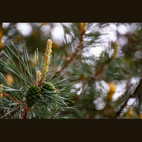 PINUS SYLVESTRIS COUPE 90