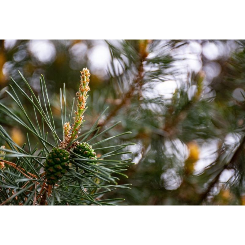 PINUS SYLVESTRIS COUPE 90