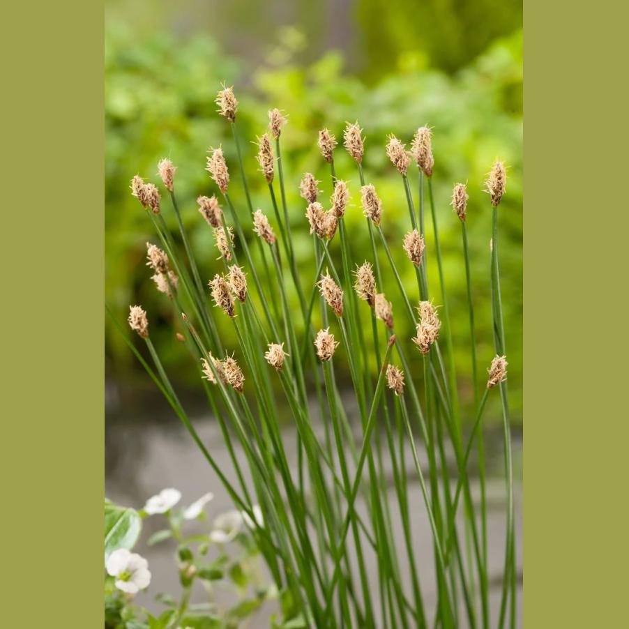 ELEOCHARIS PALUSTRIS POT 9CM