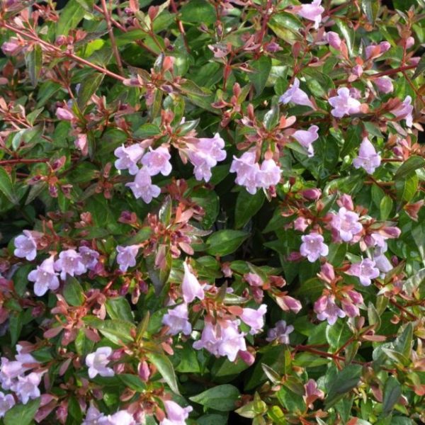 ABELIA GRANDIFLORA EDOUARD GOUCHER C3L 30/40