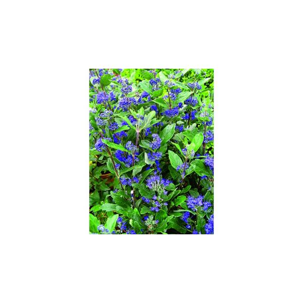 CARYOPTERIS CLADONENSIS GRAND BLEU C3L 30/40CM