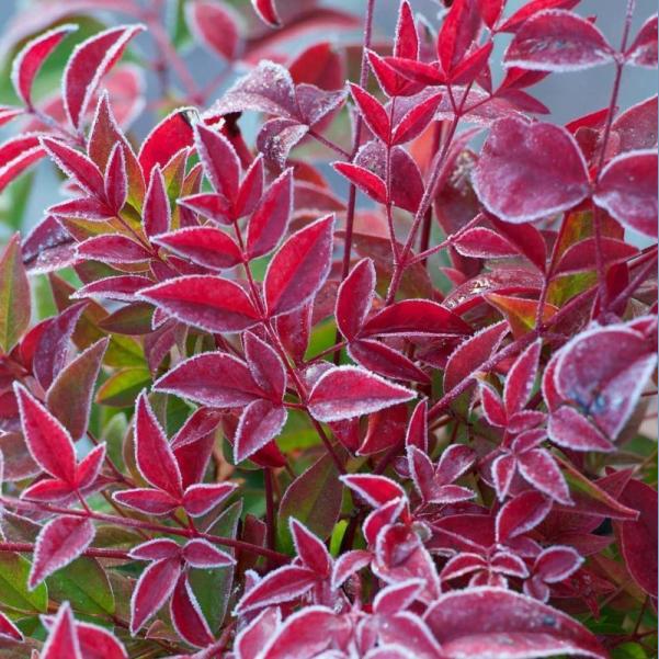 NANDINA OBSESSION C4L 30/40