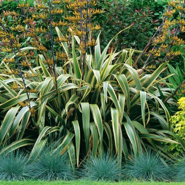 PHORMIUM TENAX VARIEGATA C10LTOUFFE