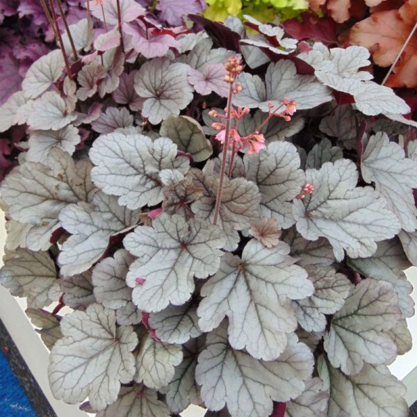 HEUCHERA SILVER DUKE C3L