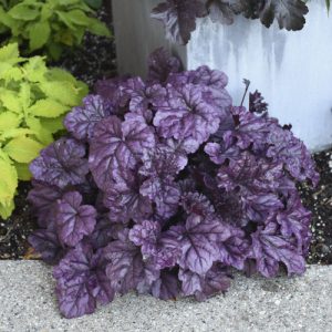 HEUCHERA DRAGON TAIL C3L
