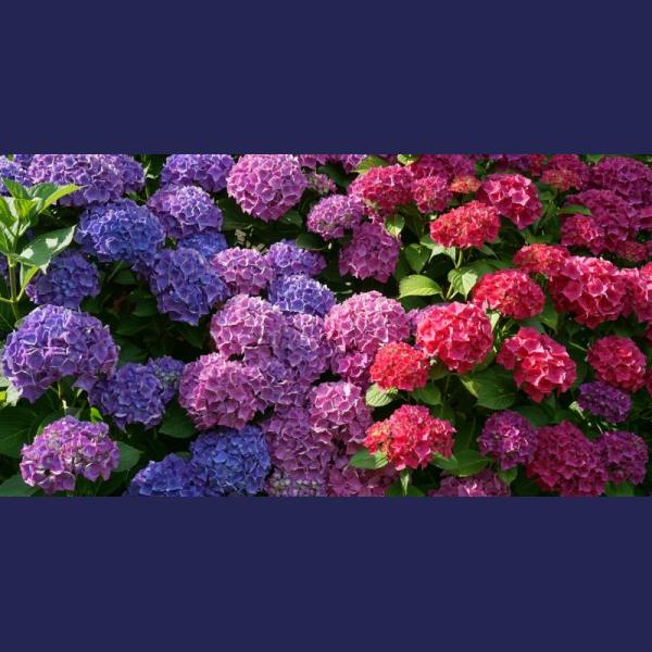 HORTENSIA HYDRANGEA MACROPHYLLA MIX C3L