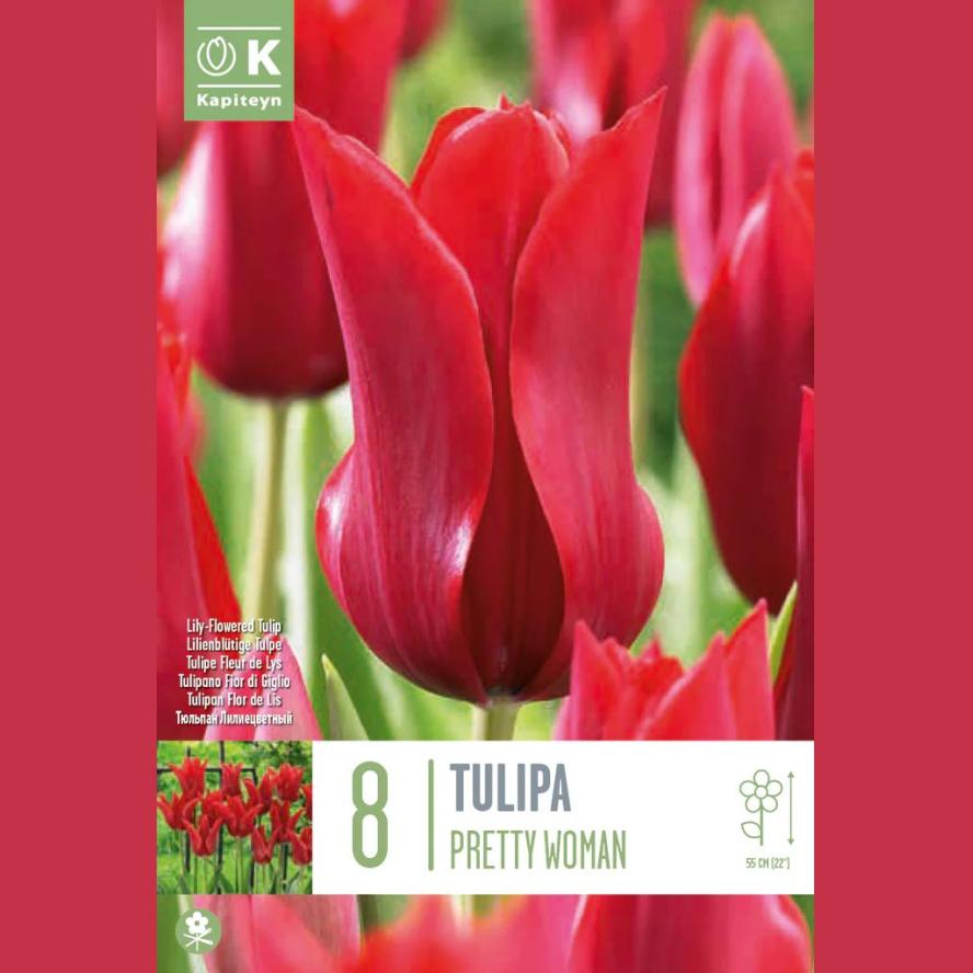 TULIPE FLEUR DE LYS PRETTY WOMAN X8 CAL 12/+