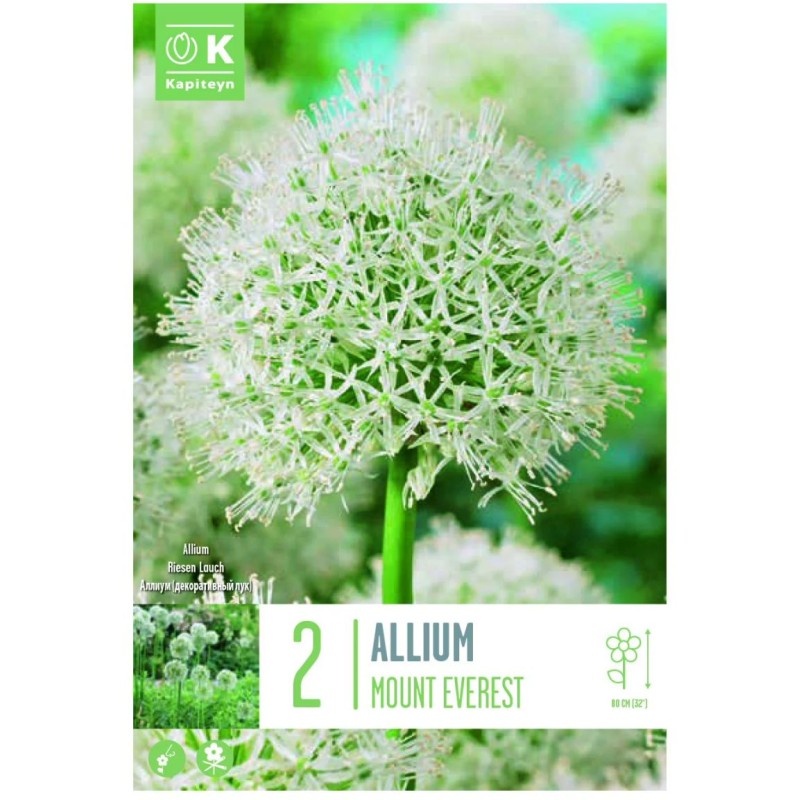 ALLIUM MOUNT EVEREST X2 CAL 16/18
