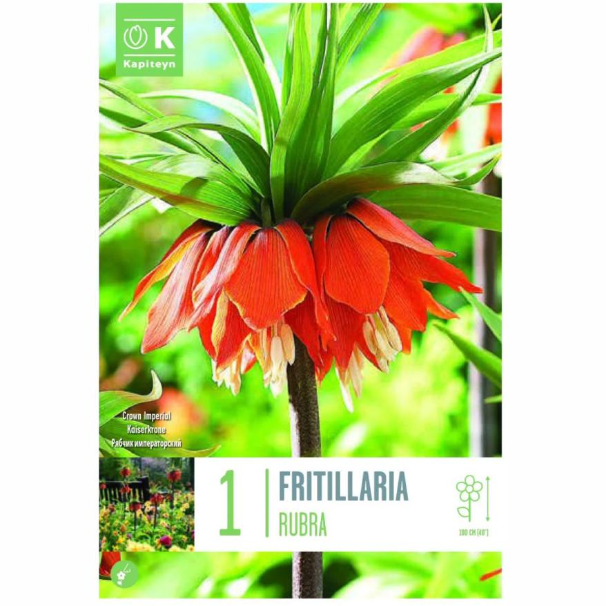 FRITILLAIRE IMPERIALIS AURORA X1 CAL 22/+