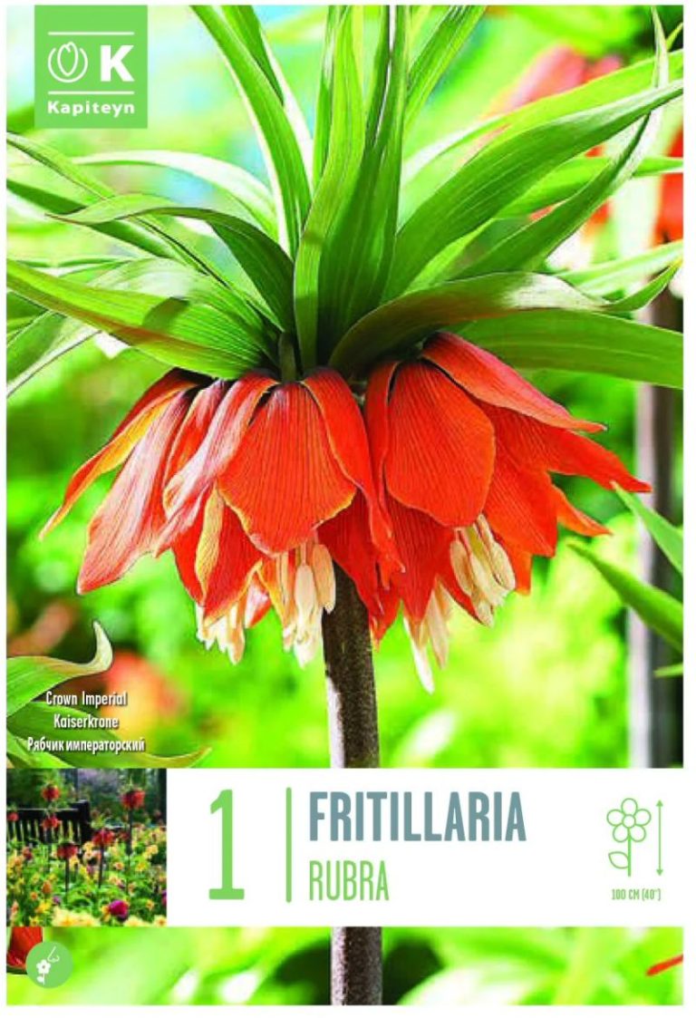 FRITILLAIRE IMPERIALIS AURORA X1 CAL 22/+