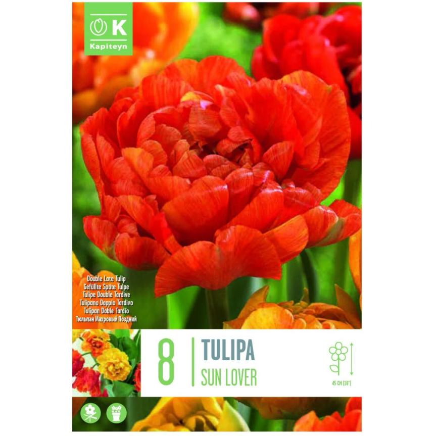 TULIPE SUNLOVER X8 CAL 12/+