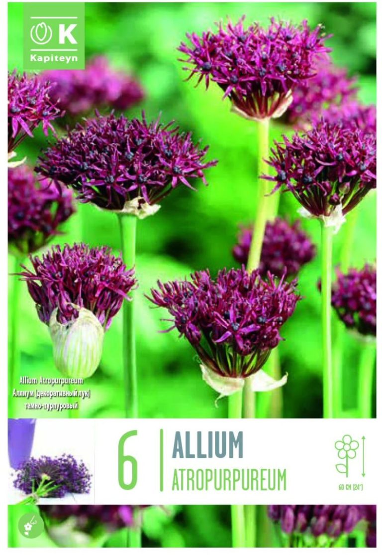 ALLIUM ATROPURPUREUM X6 CAL 8/10