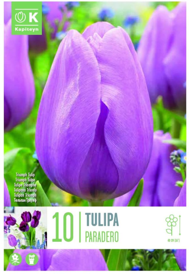 TULIPE TRIOMPHE PARADERO X10 CAL 11/12