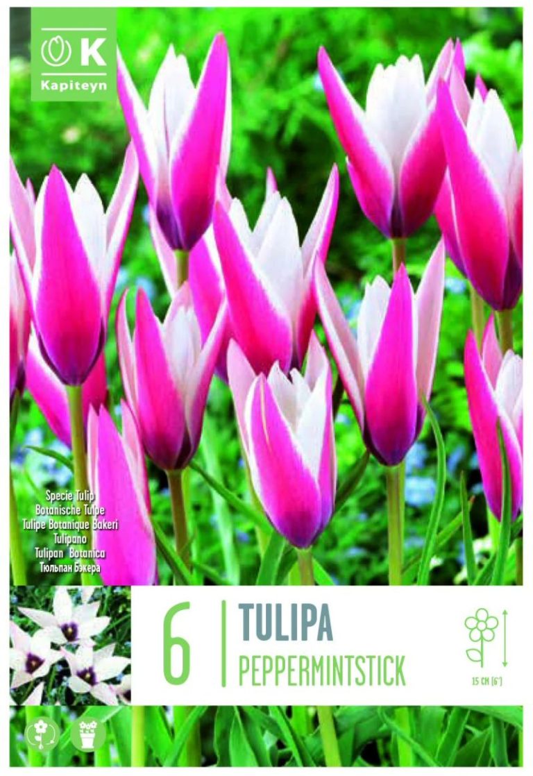TULIPE BOTANIQUE CLUSIANA PEPPERMINTSTICK X6 CAL 6