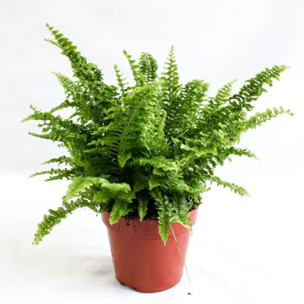 NEPHROLEPSIS POT 19 CM