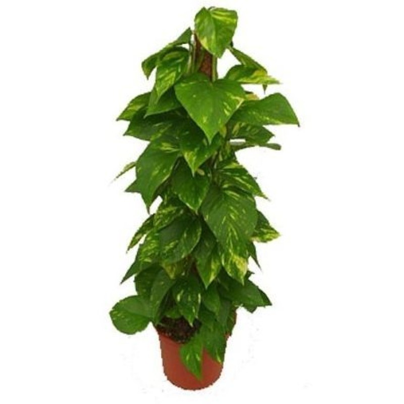 SCINDAPSUS POT 27CM