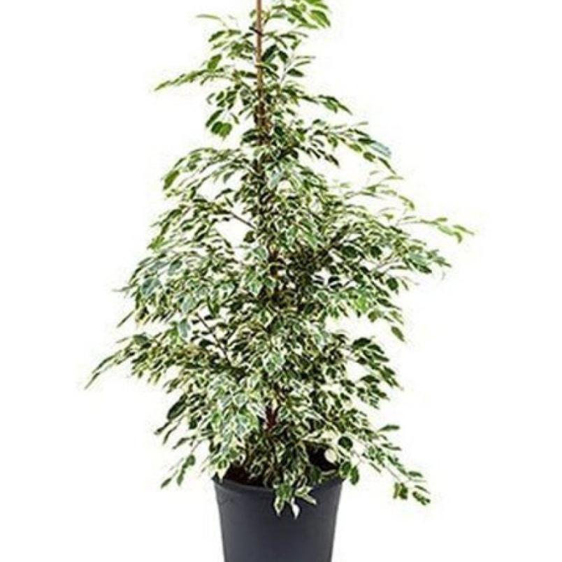 FICUS BENJAMINA JOY POT 17 CM 65 CM