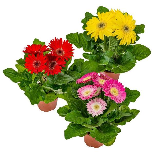 GERBERA POT 12CM