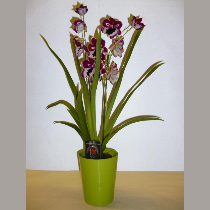 MILTONIA 2 TIGES POT 12CM