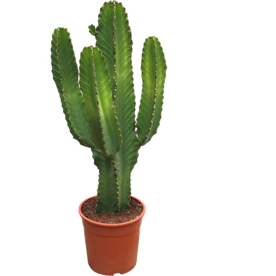 PLANTES VERTES + CACHE-POT 12CM